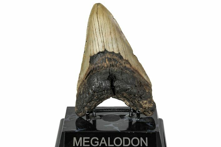 Fossil Megalodon Tooth - North Carolina #299023